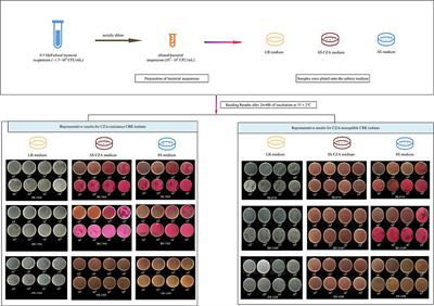 A Selective Medium for Screening Ceftazidime/Avibactam Resistance in Carbapenem-Resistant Enterobacterales